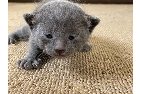 販売中の滋賀県のロシアンブルー-115617の4枚目