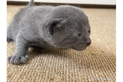 販売中の滋賀県のロシアンブルー-115617の5枚目