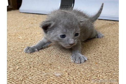 成約済の滋賀県のロシアンブルー-115619の5枚目