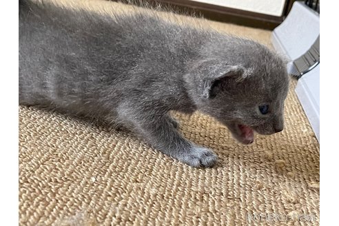 成約済の滋賀県のロシアンブルー-115619の6枚目