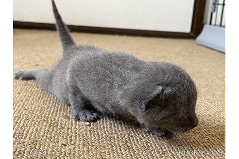 販売中の滋賀県のロシアンブルー-115619の4枚目