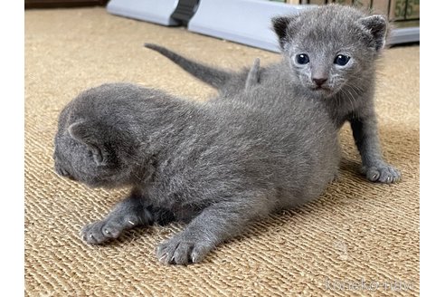 成約済の滋賀県のロシアンブルー-115619の4枚目