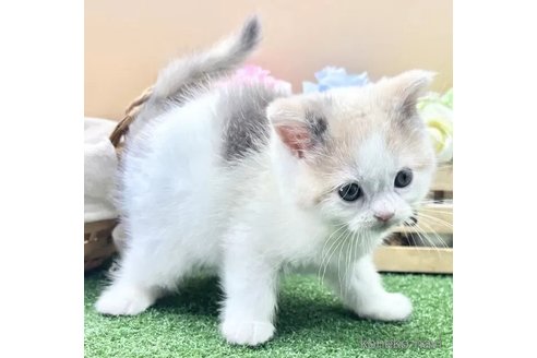商談中の兵庫県のスコティッシュフォールド-115635の3枚目