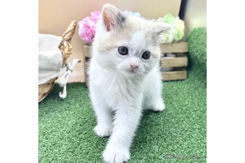 商談中の兵庫県のスコティッシュフォールド-115635の4枚目