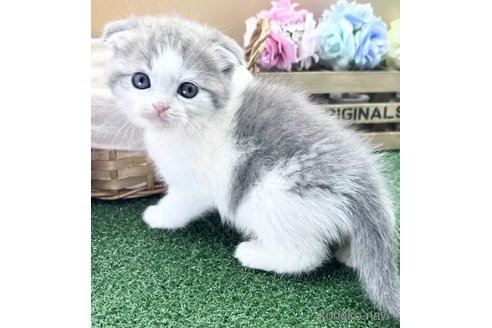 販売中の兵庫県のスコティッシュフォールド(折れ耳)-115639の6枚目