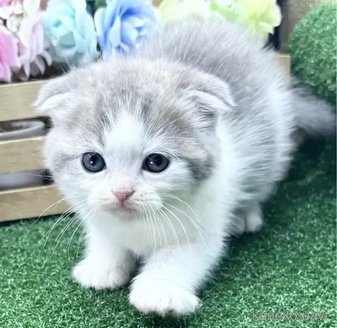 販売中の兵庫県のスコティッシュフォールド(折れ耳)-115639の1枚目
