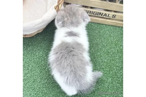 販売中の兵庫県のスコティッシュフォールド(折れ耳)-115639の2枚目