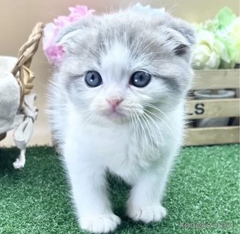 販売中の兵庫県のスコティッシュフォールド(折れ耳)-115639の3枚目
