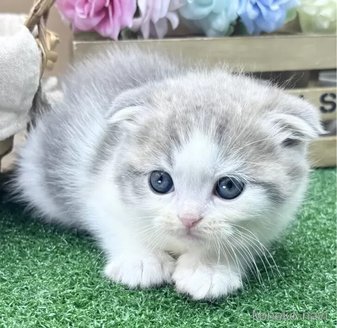 販売中の兵庫県のスコティッシュフォールド(折れ耳)-115639の4枚目