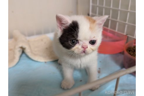 販売中の愛知県のエキゾチックショートヘア-114909の7枚目