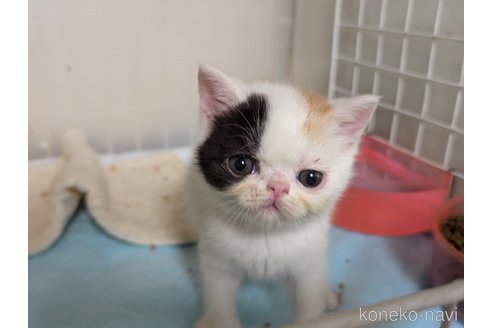 販売中の愛知県のエキゾチックショートヘア-114909の8枚目