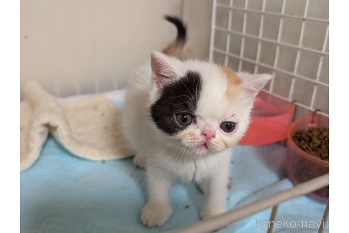 販売中の愛知県のエキゾチックショートヘア-114909の6枚目