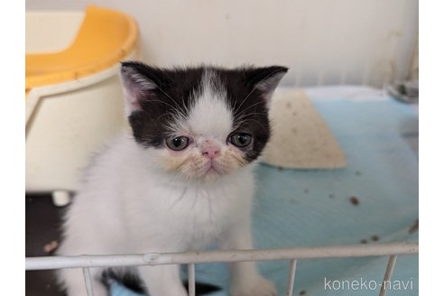 成約済の愛知県のエキゾチックショートヘア-114908の6枚目