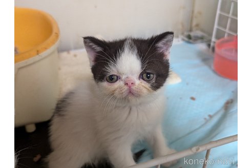 成約済の愛知県のエキゾチックショートヘア-114908の7枚目