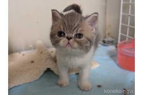 販売中の愛知県のエキゾチックショートヘア-114907の8枚目