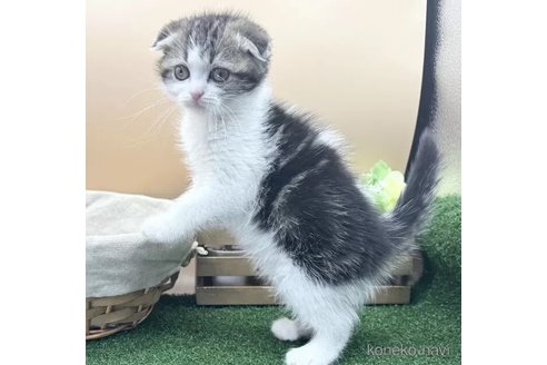 販売中の兵庫県のスコティッシュフォールド(折れ耳)-115650の4枚目