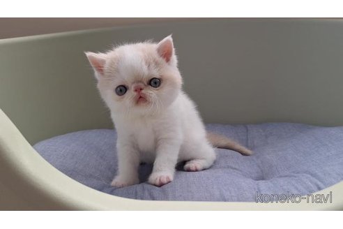 販売中の岐阜県のエキゾチックショートヘア-115658の6枚目