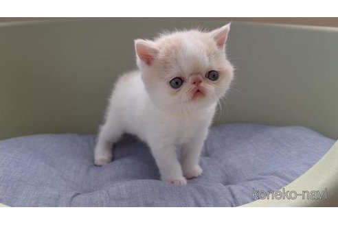 商談中の岐阜県のエキゾチックショートヘア-115658の3枚目