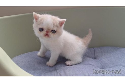 商談中の岐阜県のエキゾチックショートヘア-115658の5枚目