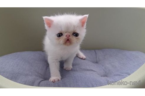 商談中の岐阜県のエキゾチックショートヘア-115659の2枚目