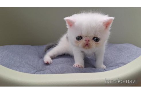 商談中の岐阜県のエキゾチックショートヘア-115659の3枚目
