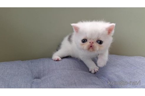 商談中の岐阜県のエキゾチックショートヘア-115659の5枚目