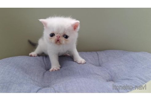 商談中の岐阜県のエキゾチックショートヘア-115659の4枚目