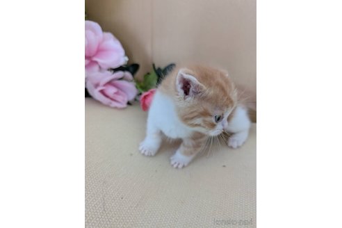 商談中の岡山県のスコティッシュフォールド-115667の2枚目