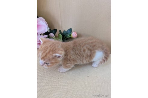 商談中の岡山県のスコティッシュフォールド-115667の3枚目