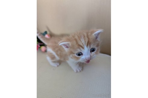 商談中の岡山県のスコティッシュフォールド-115667の4枚目