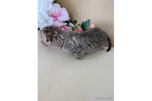 販売中の岡山県のスコティッシュフォールド-115668の2枚目