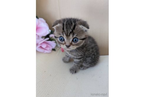 販売中の岡山県のスコティッシュフォールド-115669の4枚目