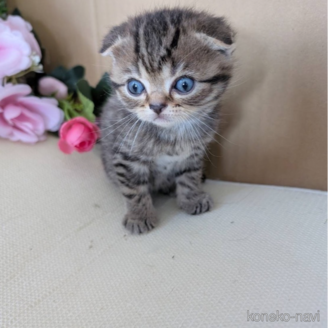 販売中の岡山県のスコティッシュフォールド-115669
