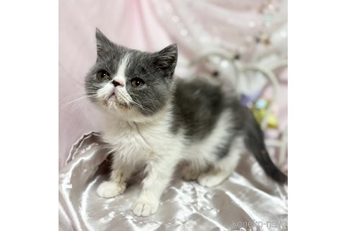 販売中の愛知県のエキゾチックショートヘア-113740