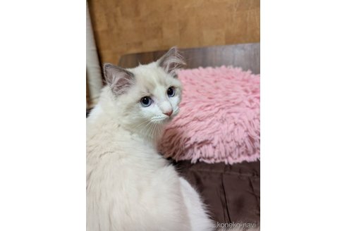 販売中の京都府のラグドール-115680の1枚目