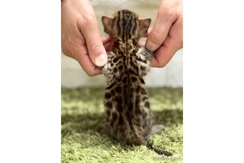 販売中の埼玉県のベンガル-115699の6枚目