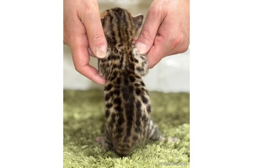 販売中の埼玉県のベンガル-115701の6枚目