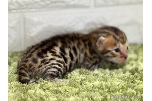 販売中の埼玉県のベンガル-115701の8枚目