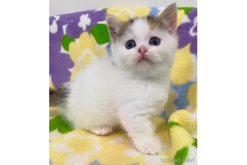 販売中の神奈川県のマンチカン(短足)-114198の3枚目