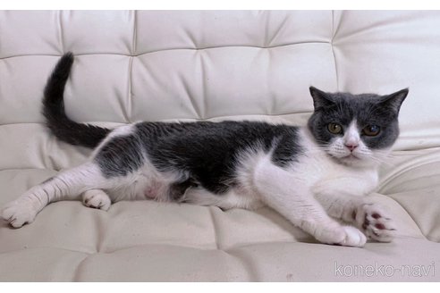 成約済の千葉県のブリティッシュショートヘア-115709の4枚目