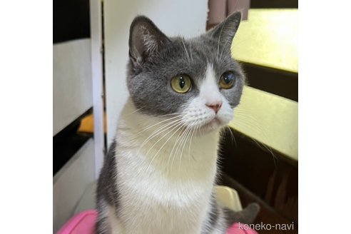 成約済の千葉県のブリティッシュショートヘア-115709の3枚目