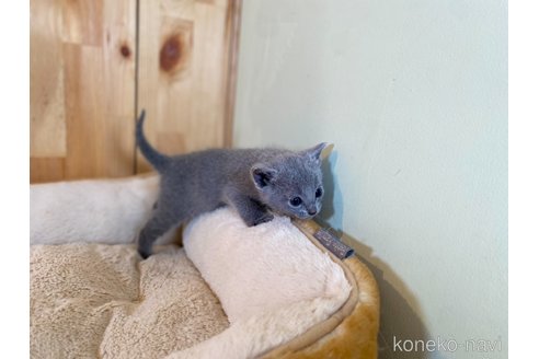 販売中の長野県のロシアンブルー-115723の6枚目