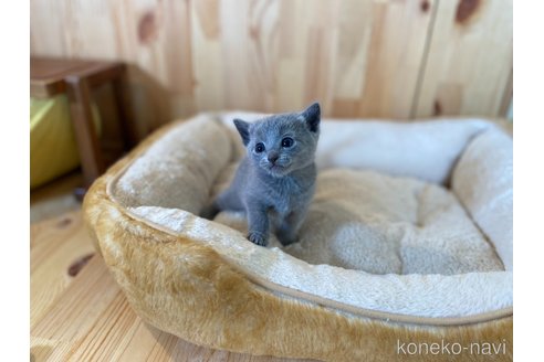 販売中の長野県のロシアンブルー-115723の3枚目