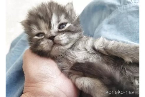 販売中の愛知県のセルカークレックス-115726の2枚目