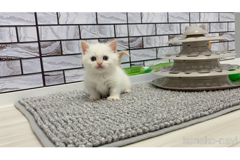 販売中の福岡県のマンチカン(短足)-115727の4枚目