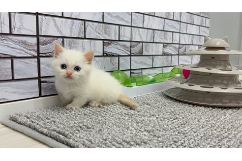 販売中の福岡県のマンチカン(短足)-115727の5枚目