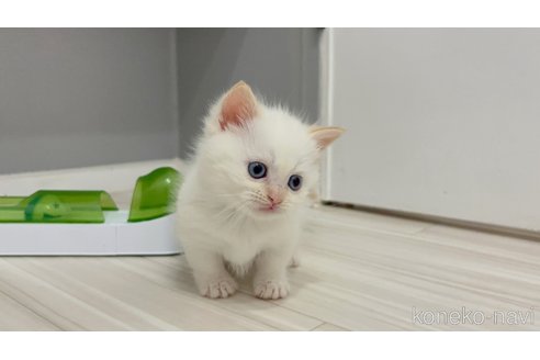 販売中の福岡県のマンチカン(短足)-115727の6枚目