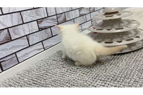 販売中の福岡県のマンチカン(短足)-115727の2枚目