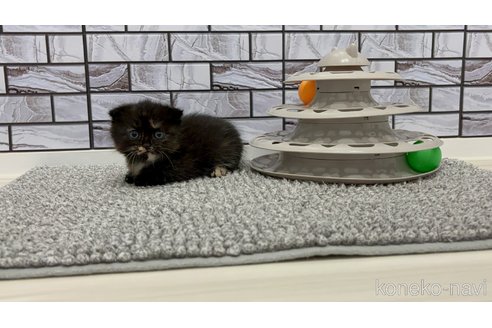 販売中の福岡県のマンチカン(短足)-115728の5枚目
