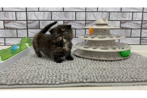 販売中の福岡県のマンチカン(短足)-115728の2枚目